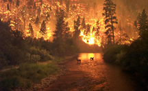 Fires and subsequent erosion were historically responsible for creating and maintaining terrestrial and aquatic habitats across much of the Western US