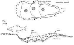 Plan view and cross section of a salmon spawning area (redd)