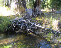 Select cutting near streams reduces future large wood recruitment to streams by bank erosion